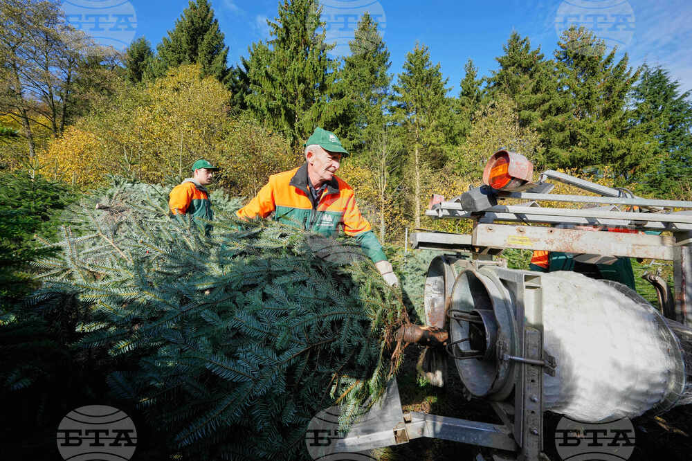 Germany Christmas Tree Harvest