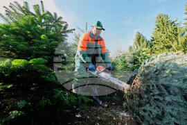 Germany Christmas Tree Harvest