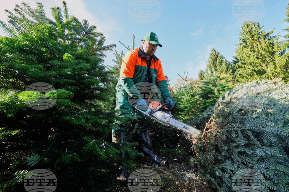 Germany Christmas Tree Harvest