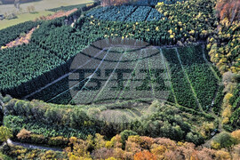 Germany Christmas Tree Harvest