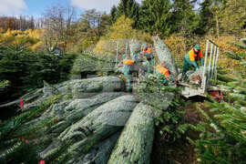 Germany Christmas Tree Harvest