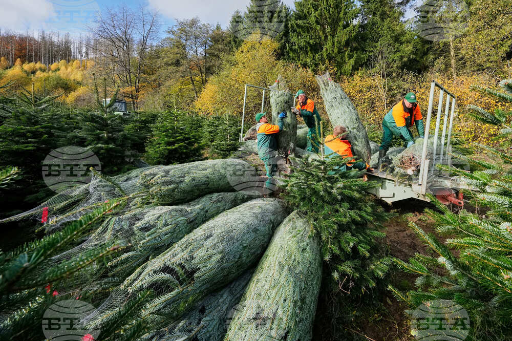 Germany Christmas Tree Harvest