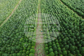 APTOPIX Germany Christmas Tree Harvest