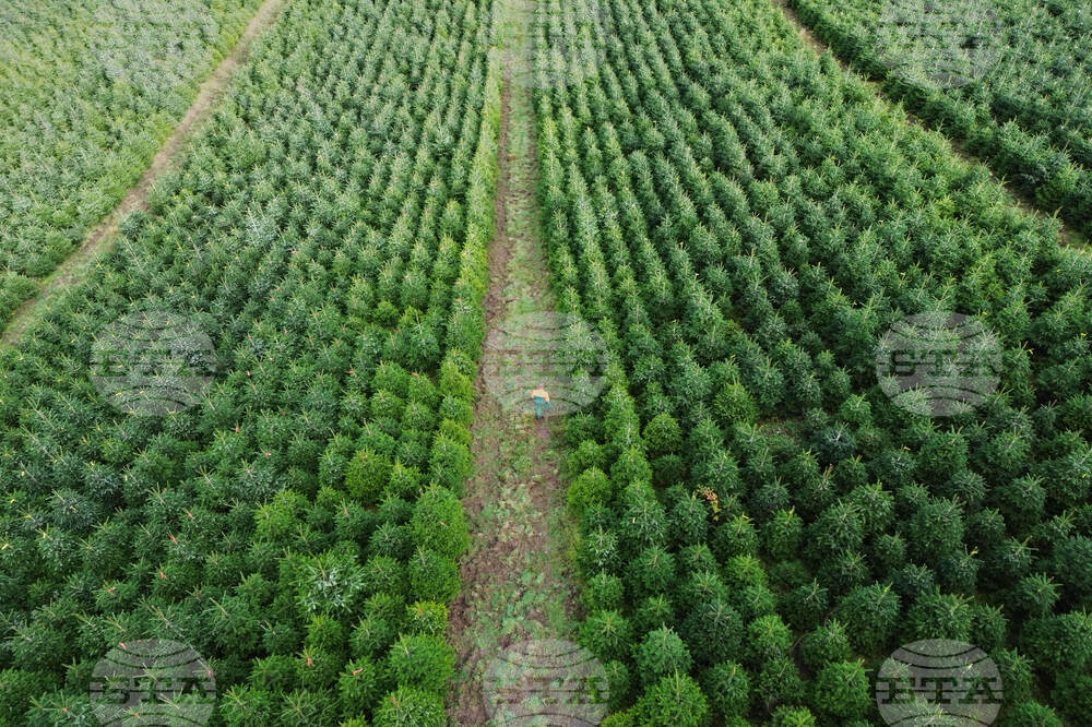 APTOPIX Germany Christmas Tree Harvest