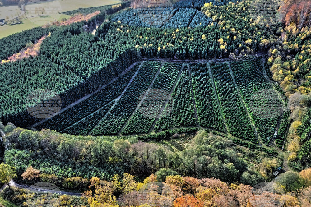 APTOPIX Germany Christmas Tree Harvest
