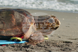 Sea Turtle Release