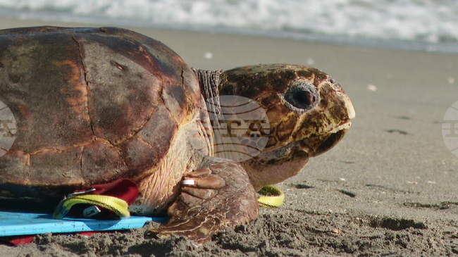 Костенурка от застрашен вид беше пусната в Атлантическия океан три месеца след удар от лодка