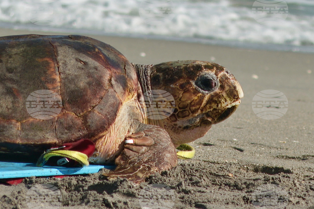 Костенурка от застрашен вид беше пусната в Атлантическия океан три месеца след удар от лодка