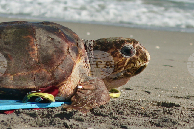 Sea Turtle Release