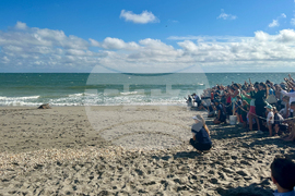 Sea Turtle Release