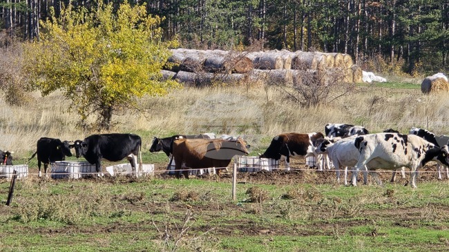 До края на месеца фермерите предоставят дневник за извършена дневна паша по интервенция „Хуманно отношение към животните“ за Кампания 2025