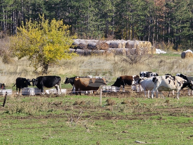 Стотици крави унищожават земеделската продукция в Крива паланка, полицията арестува собственика за съпротива