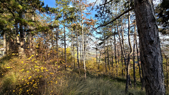 Двама мъже, загубили се в гора край село Мирково, са открити след спасителна акция
