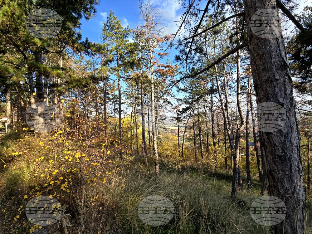 Двама мъже, загубили се в гора край село Мирково, са открити след спасителна акция