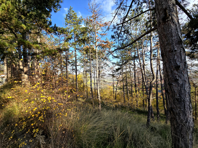 Двама мъже, загубили се в гора край село Мирково, са открити след спасителна акция