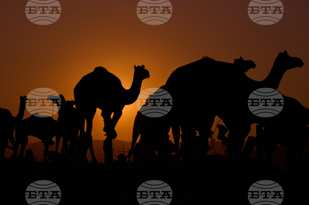 Саудитски университет разработи система с изкуствен интелект за пастирите на камили