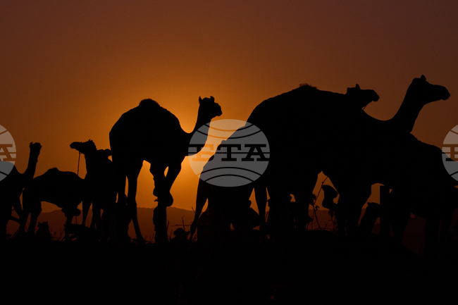 Саудитски университет разработи система с изкуствен интелект за пастирите на камили