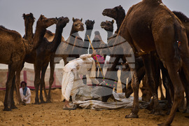 APTOPIX India Camel Fair Photo Gallery
