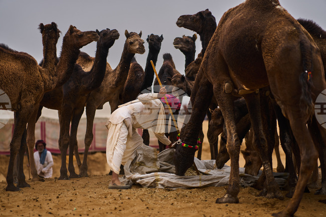 APTOPIX India Camel Fair Photo Gallery