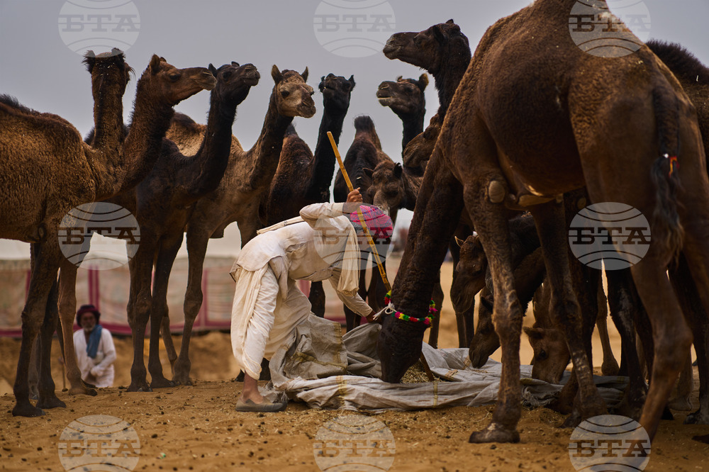 APTOPIX India Camel Fair Photo Gallery