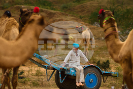 APTOPIX India Camel Fair Photo Gallery
