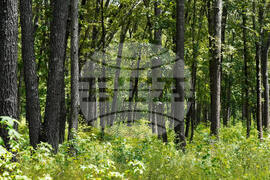 Gardening - Soft Landings