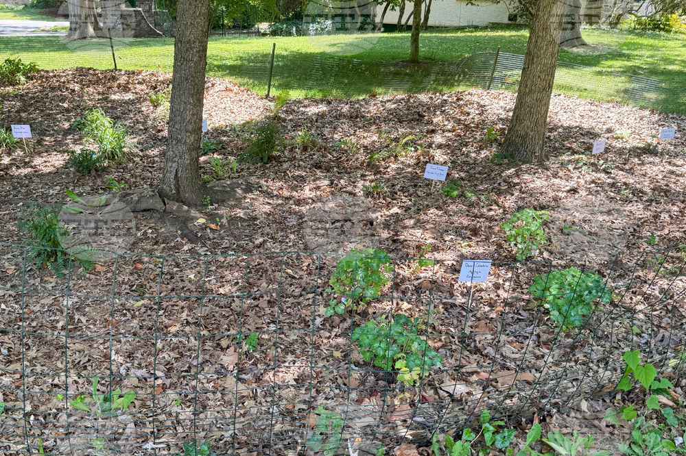 Gardening - Soft Landings