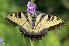 Gardening - Soft Landings