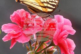 Gardening - Soft Landings