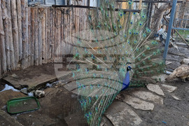 Село Марчино - пауни - екзотични птици