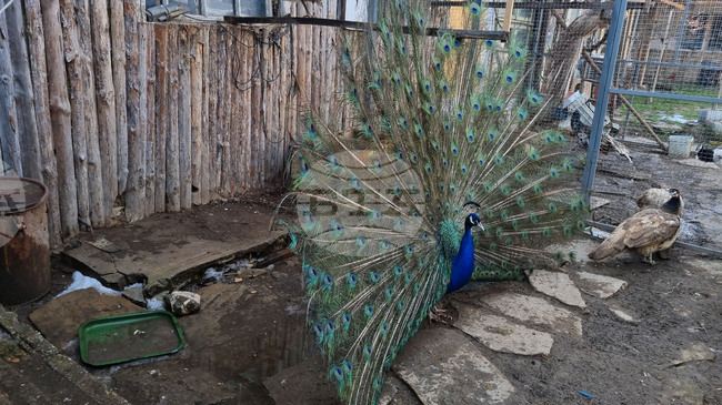 Село Марчино - пауни - екзотични птици