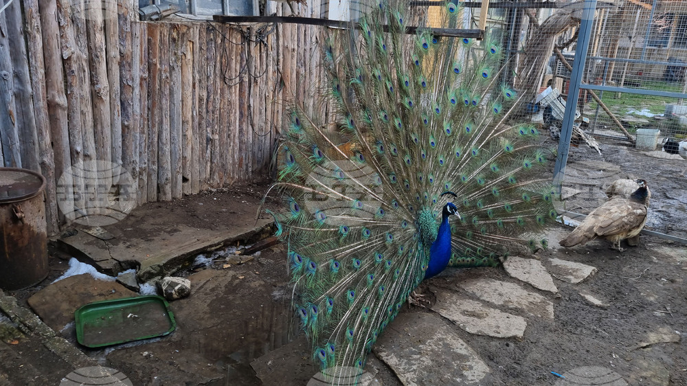 Село Марчино - пауни - екзотични птици