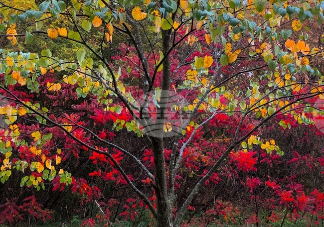Climate Fall Foliage Photo Gallery