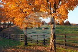 Climate Fall Foliage Photo Gallery