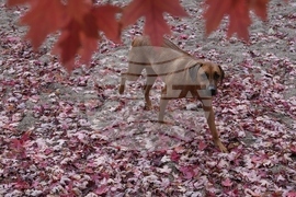 Climate Fall Foliage Photo Gallery