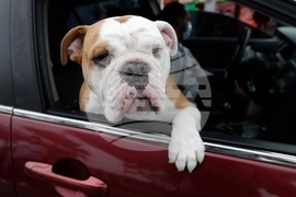 Climate Choices Sustainable Pets