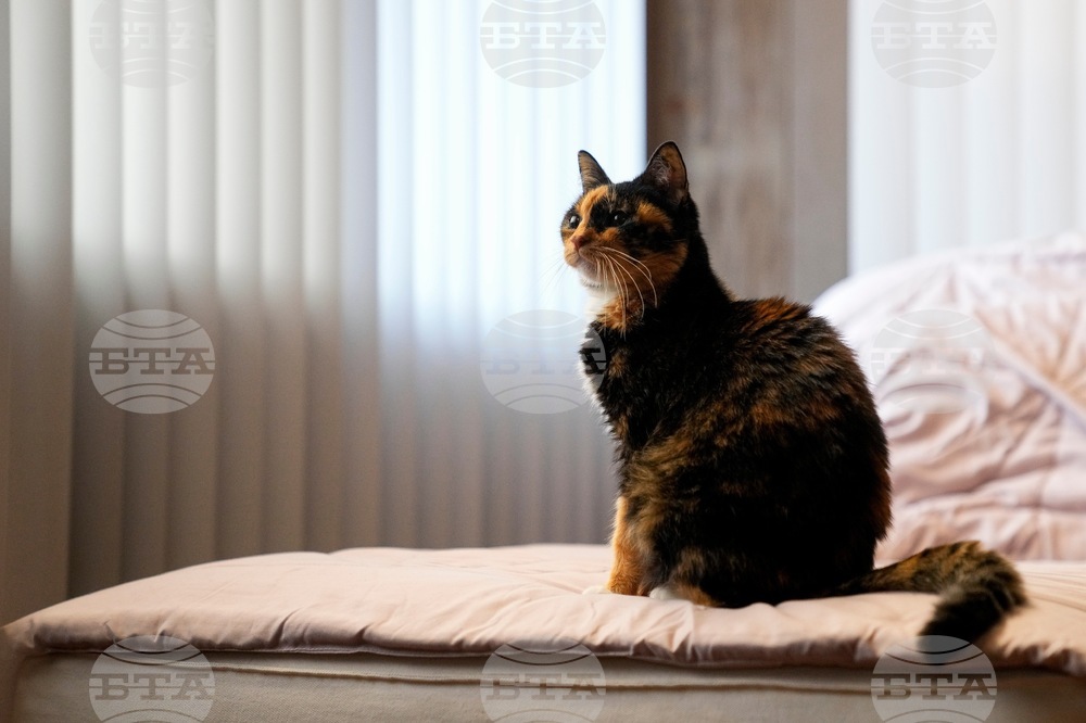 Climate Choices Sustainable Pets