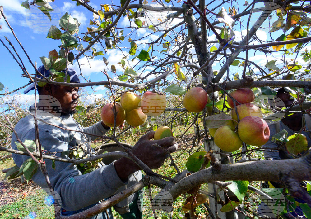 Vermont Apples