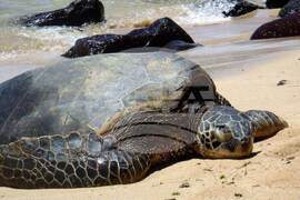 Green Sea turtles Harvest