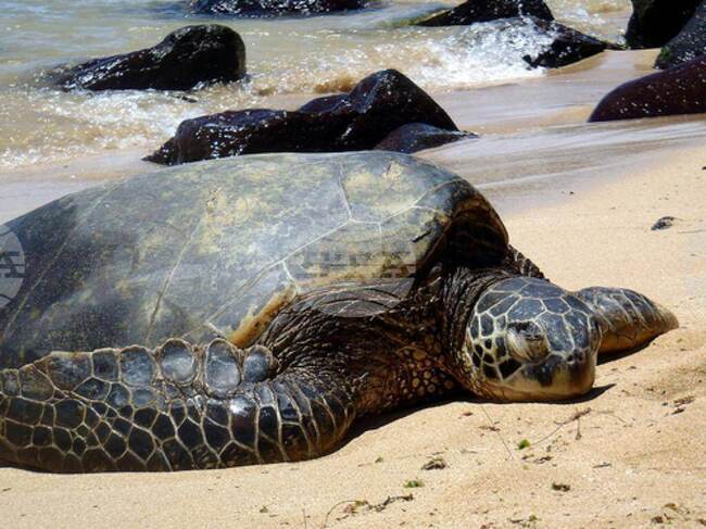 Green Sea turtles Harvest