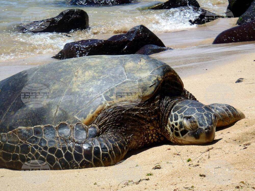 Green Sea turtles Harvest