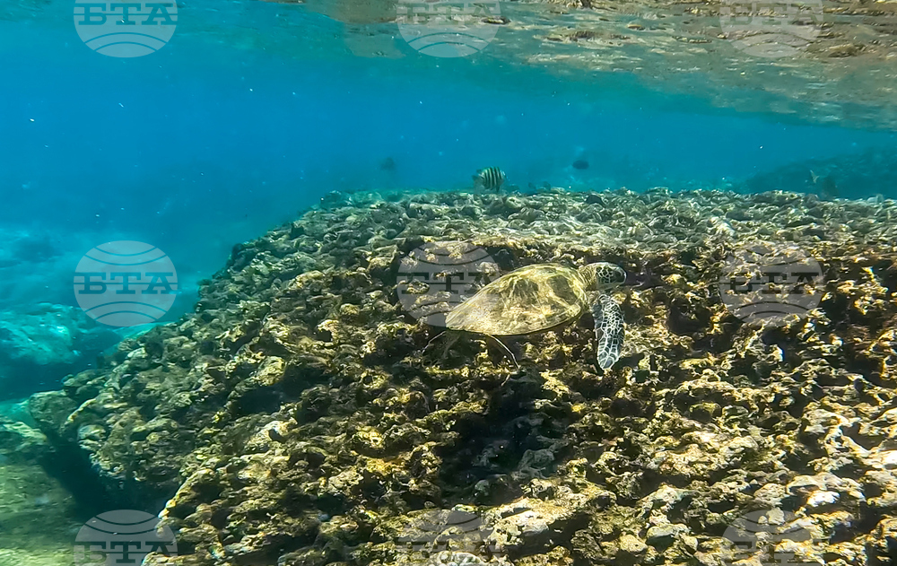 Green Sea turtles Harvest