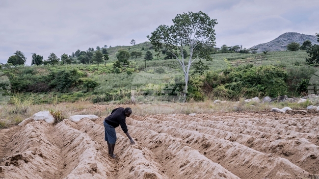 Aгрохранителните системи остават критично недофинансирани въпреки рекордното климатично финансиране, сочат доклади на ФАО