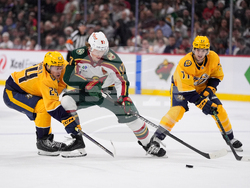 Predators Wild Hockey