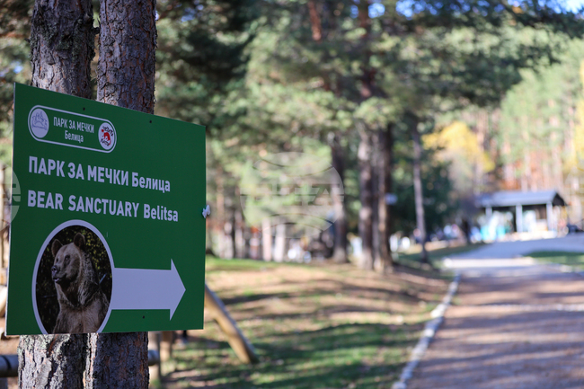 Two Argentine Bears Flown to Bulgaria for New Life at Belitsa Sanctuary