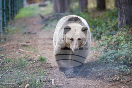 Белица - Парк за мечки - есен