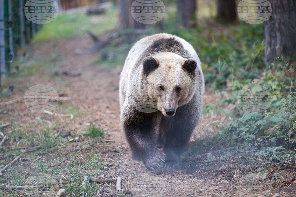 Белица - Парк за мечки - есен