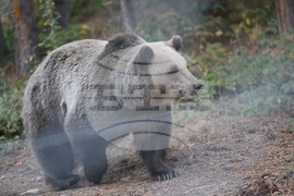 Белица - Парк за мечки - есен
