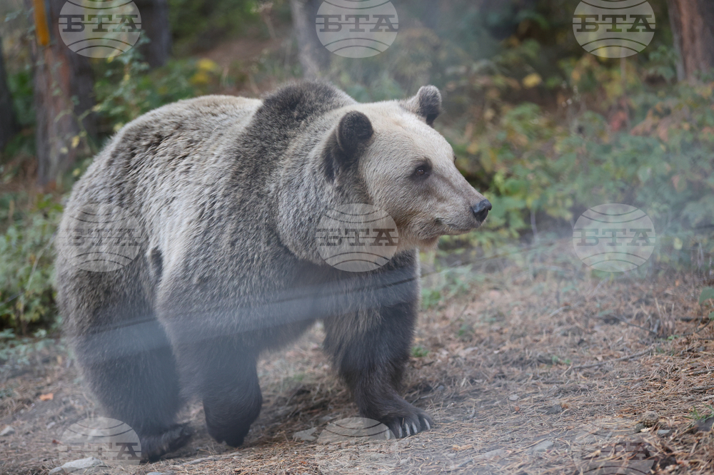 Белица - Парк за мечки - есен