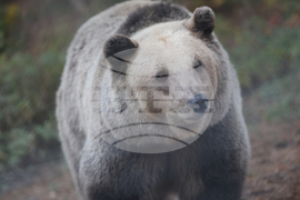 Белица - Парк за мечки - есен